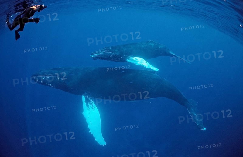 Humpback whale, mother, calf and snorkeller, Megaptera novaeangliae, Silverbanks, Caribbean Sea, Dominican Republic, Central America