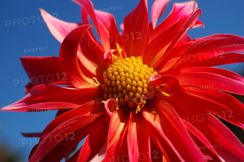 Red dahlia against blue sky