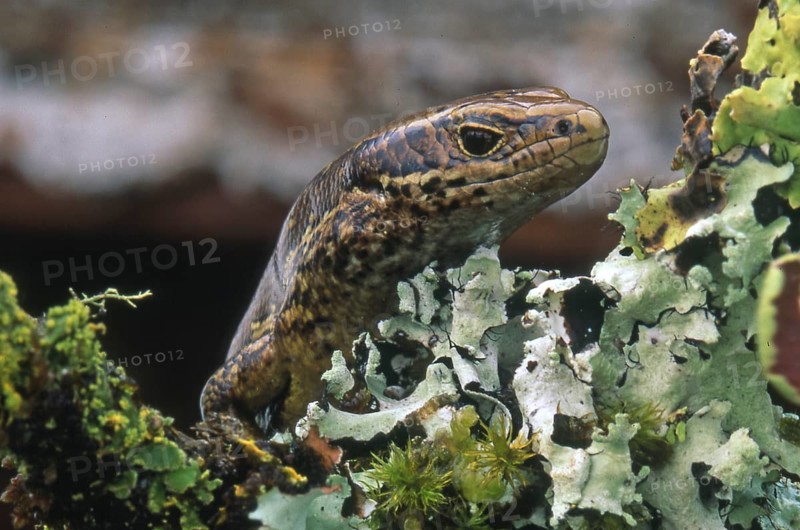 Portrait of copper skink, Lieolopisma aeneum, South Island, New Zealand, Oceania
