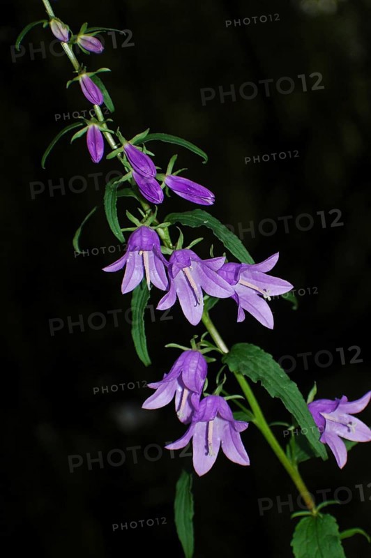 Purple campanula flowers on black background