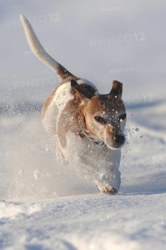 Jack Russell Terrier, old dog, male dog, jumping, movement, deep snow, whirled up snow, fast movement, action