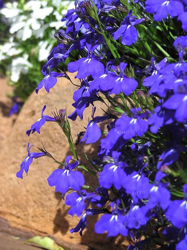 Blue lobelia