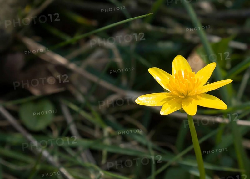 Yellow Lesser Celandine flower in English countryside with space for copy or text
