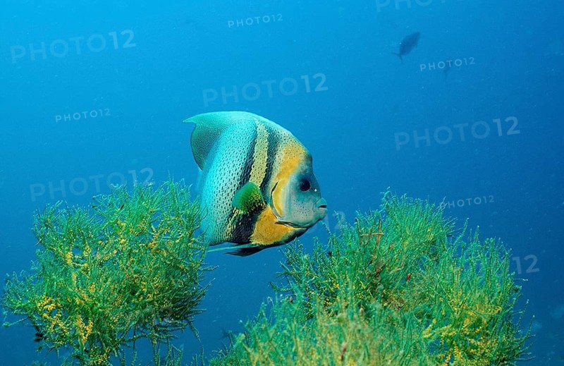 Cortez Angelfish, Pomacanthus zonipectus, Mexico, Lake Cortez, Lower California, La Paz, Central America