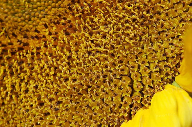 Centre of giant sunflower