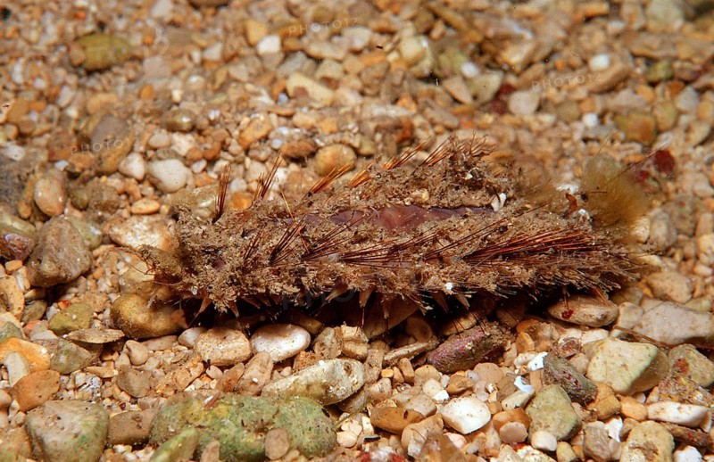 Sea mouse, Aphrodita aculeata, Greece, Mediterranean Sea, Europe