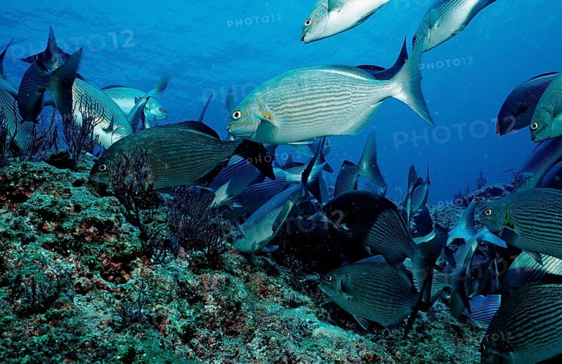 Rabbitfish, Siganus sp., Mexico, Lake Cortez, Lower California, La Paz, Central America