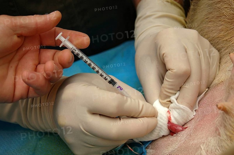 Vets implant an embryo into the uterus of a surrogate hind during an embryo transfer programme on red deer hinds in New Zealand