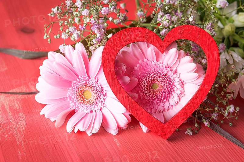 Greeting card idea with pink chrysanthemum and a red decorative heart leaned against them, on a red background. A concept for love, relationship, feelings, celebrations