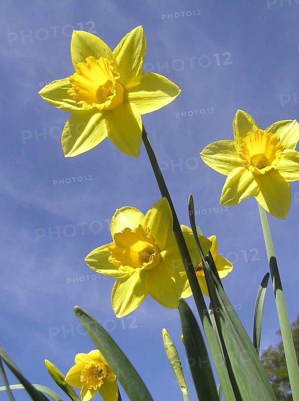 Yellow daffodils leaning forward