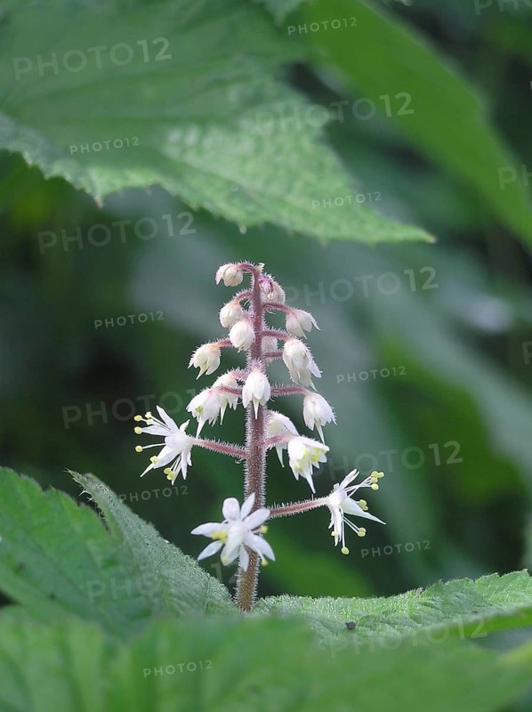 White sprays of Tiarella cordafolia