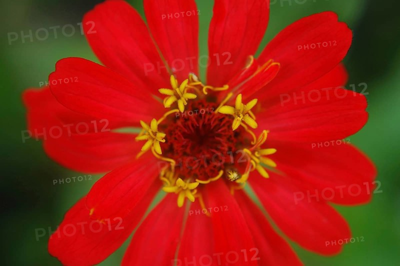 Red zinnia against green background
