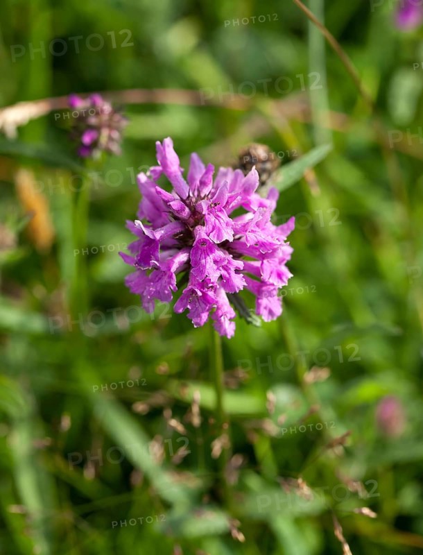 Wild flower Betony, growing on chalk downland The South Downs in Sussex