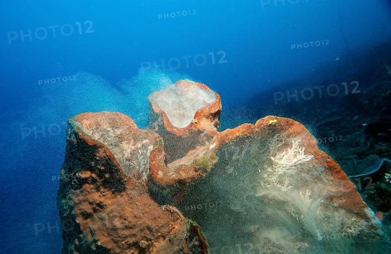 Sponge laying eggs, Komodo National Park, Indian Ocean, Indonesia, Asia