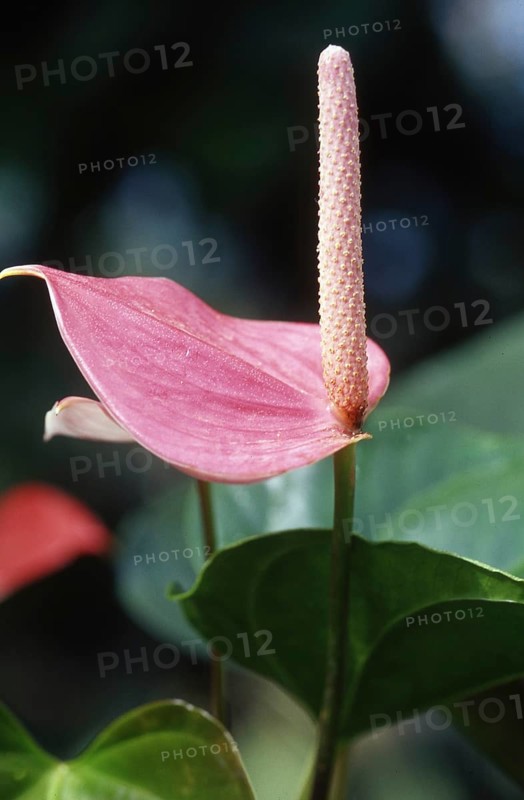 Pink flower, Arum lily, Zantedeschia aethiopica