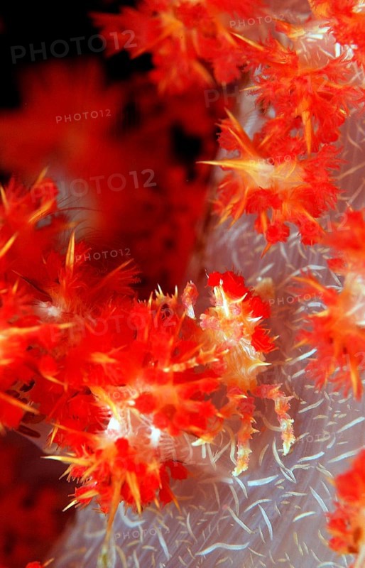 Soft coral spider crab, Hoplophrys oatesii, Indonesia, Wakatobi Dive Resort, Sulawesi, Indian Ocean, Banda Sea, Asia