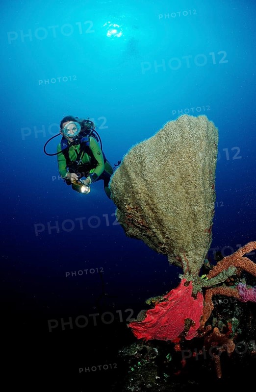 Diver and coral reef, Catalina, Caribbean Sea, Dominican Republic, Central America