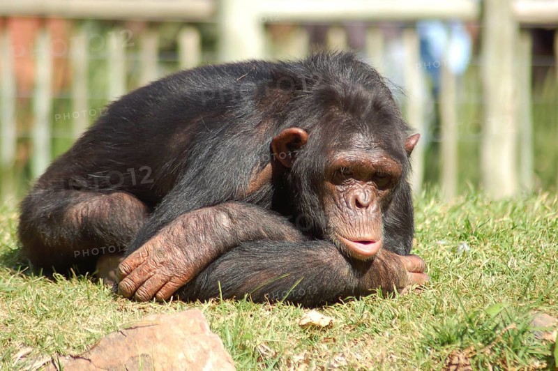 Chimpanzee in a zoo, looking depressed