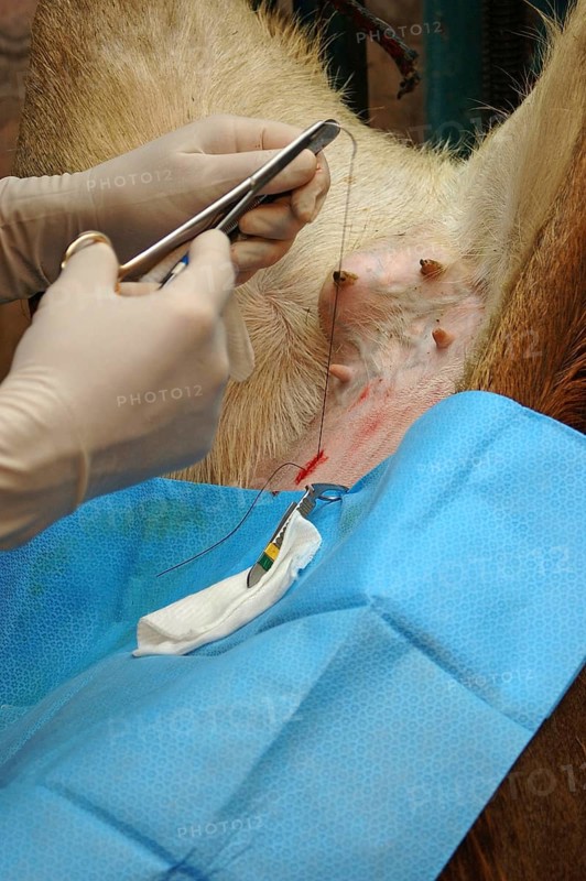 A vet sews up the incision in the abdomen of a surrogate hind during an embryo transfer programme on red deer hinds in New Zealand