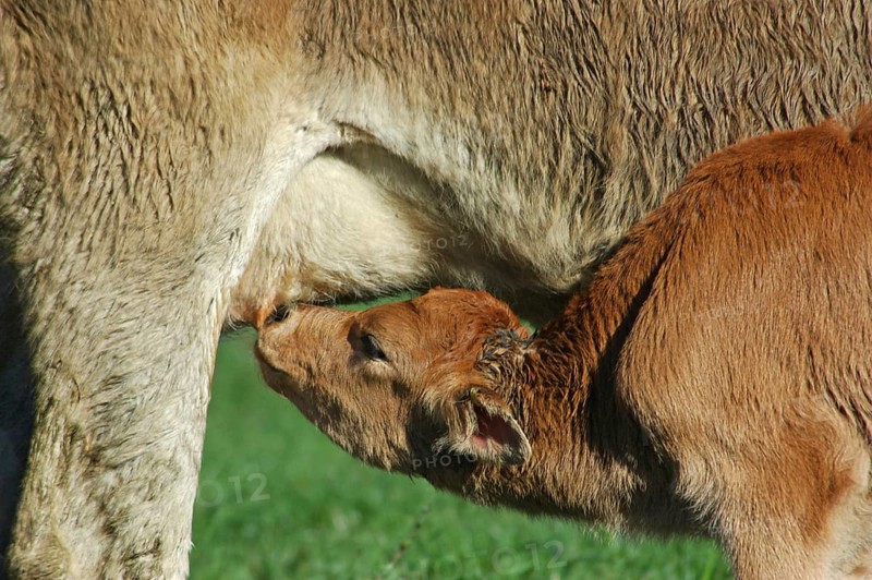 Jersey cow feeding her calf, West Coast farm, South Island, New Zealand, Oceania