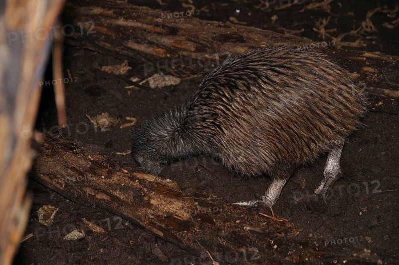 North Island brown kiwi, Apteryx australis, buries its beak in the ground, searching for food, New Zealand, Oceania