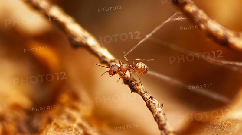 A close-up of an ant on a twig with a delicate web in the background, in autumn colors, AI generated