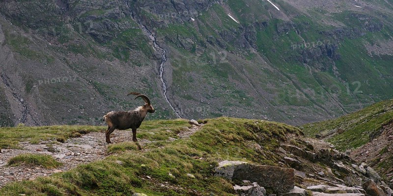 Alpine ibex, Ochsental, Silvretta, Vorarlberg
