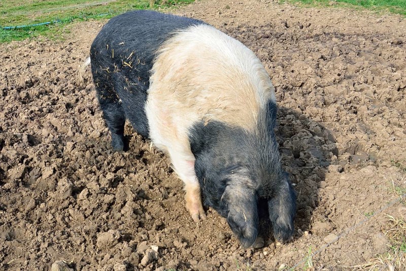 Free range pig feeding