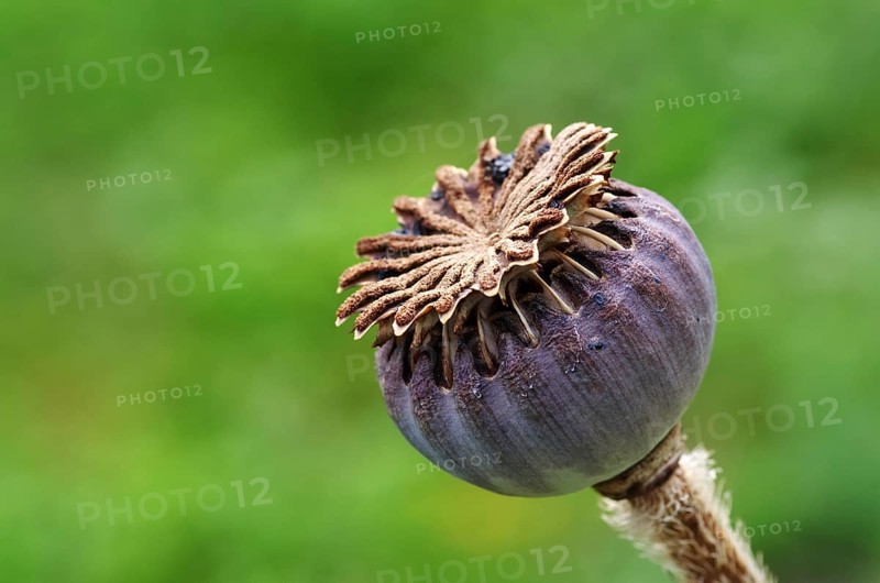 Poppy seed capsule