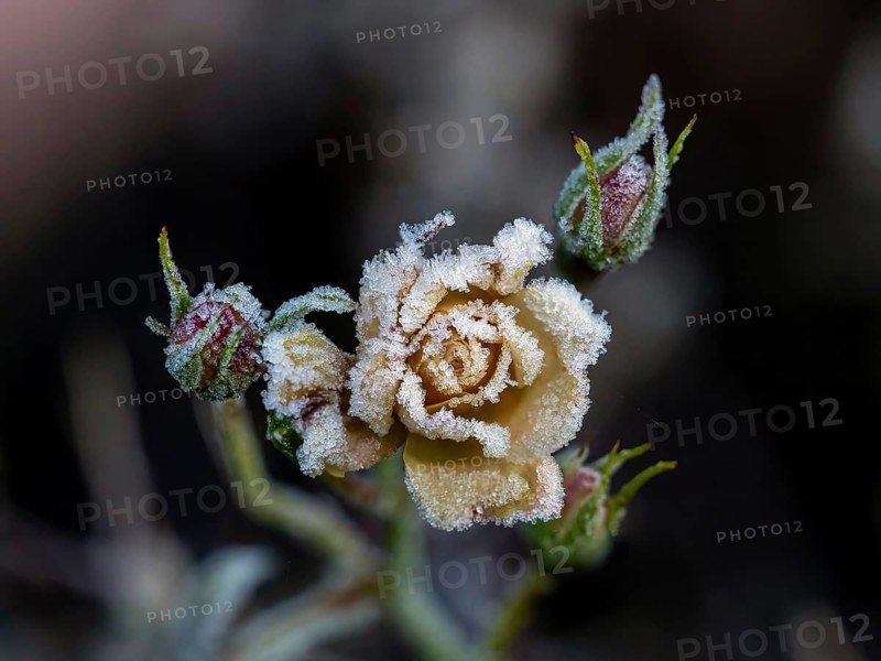 Yellow rosebud covered in heavy frost, with tight buds behind
