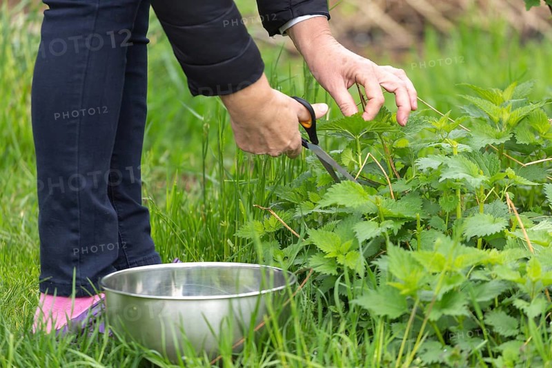 Woman gathers nettle at spring garden for healthy detoxify soup and tea
