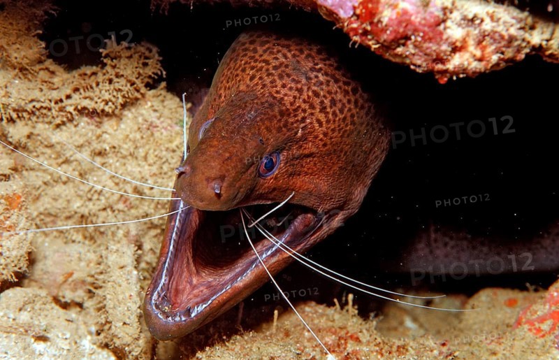 Banded Coral Shrimp clean sooty moray eel, Stenopus hispidus, Gymnothorax flavimarginatus, Djibouti, Djibouti, Africa, Afar Triangle, Gulf of Aden, Gulf of Tadjourah, Africa