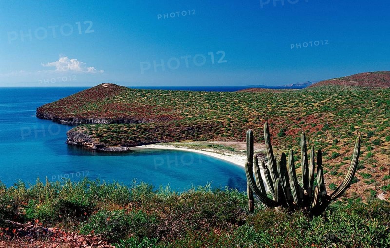 Cacti on the coast, Pachycereus pringlei, Mexico, Lake Cortez, Lower California, La Paz, Central America