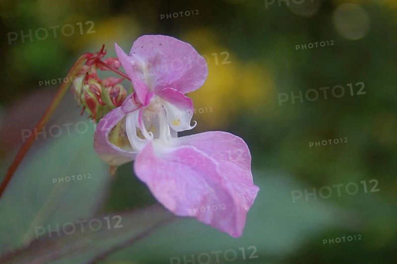 Himalayan Balsam, Impatiens glandulifera