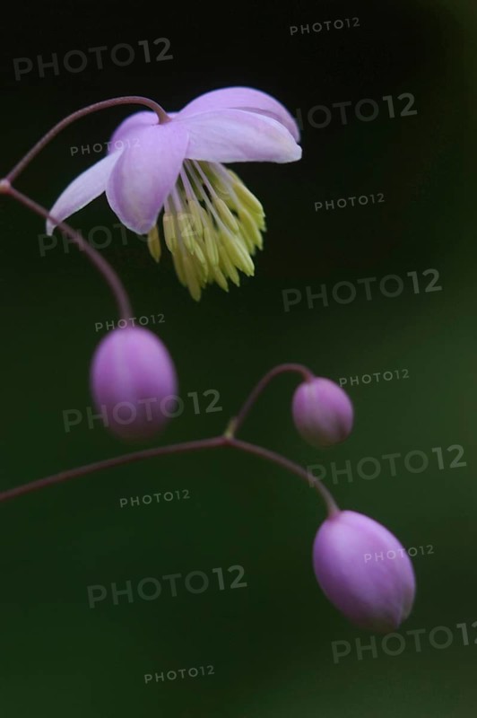 Mauve flower, Thalictrum dipterocarpum