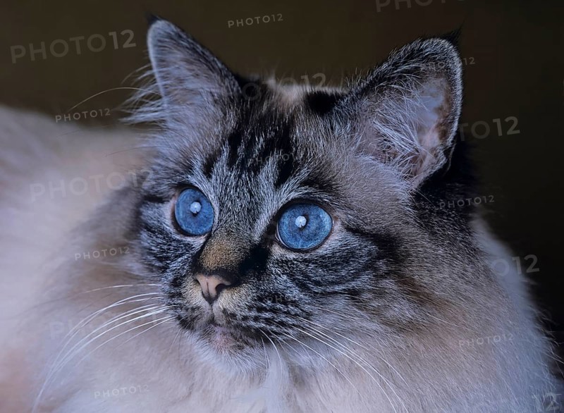 Holy Birman cat, female, 5 years, cat, soul-tabby-point