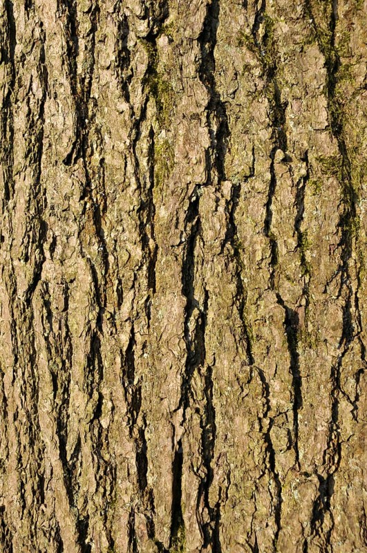 Close up of rough textured common ash tree bark with green moss in the cracks