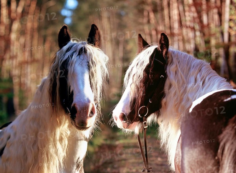 Tinker, gelding, 5 years old