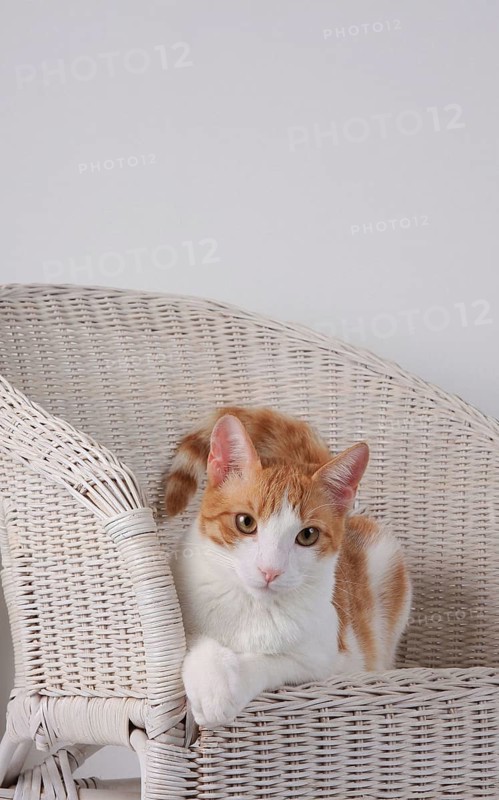 Domestic cat, dark red-white, in basket chair, Felis silvestris forma catus, Domestic-cat, red-white, basket chair