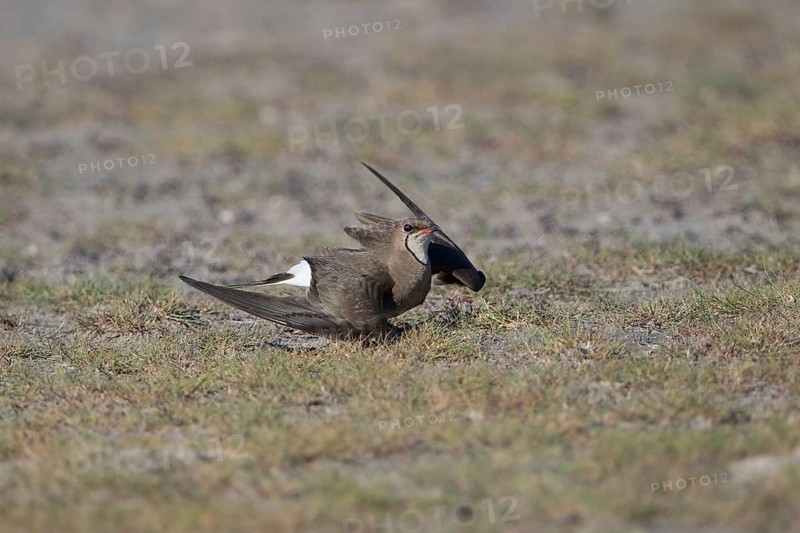 A Red-winged Pratincole simulates an injury to distract from the nest