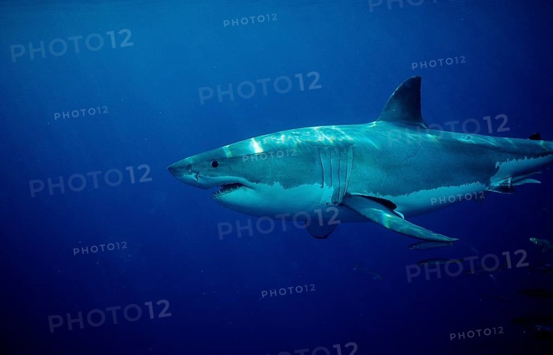 Great white shark, Carcharodon carcharias, Australia, Dangerous Reef, Neptune Island, Oceania