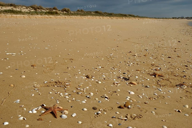 Starfish and shells at Meia Praia, Lagos, Algarve, Portugal, Europe