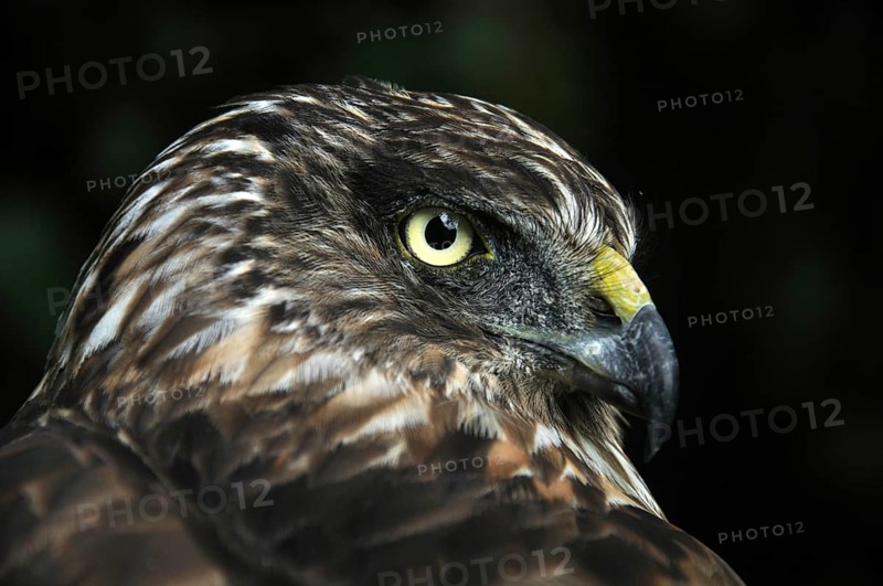 Portrait of Australasian Harrier Hawk, Circus approximans, New Zealand, Oceania