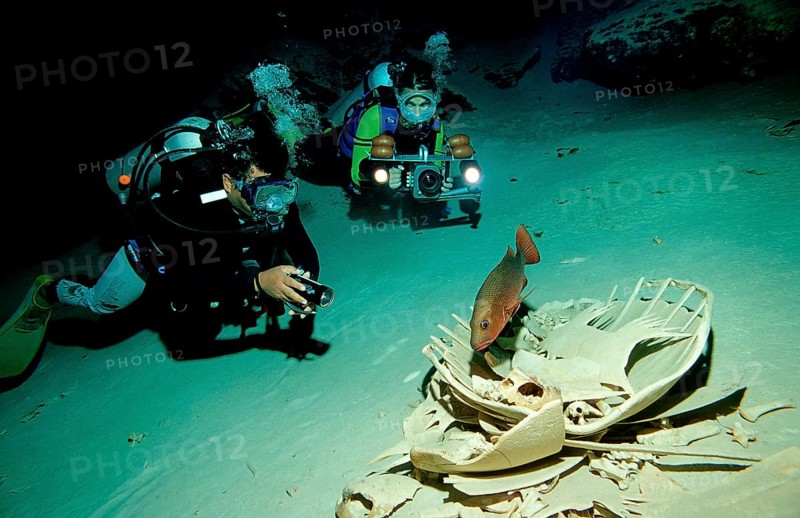 Cave diver and turtle skeleton, cave diving, Malaysia, Pacific ocean, Borneo, Sipadan, Asia