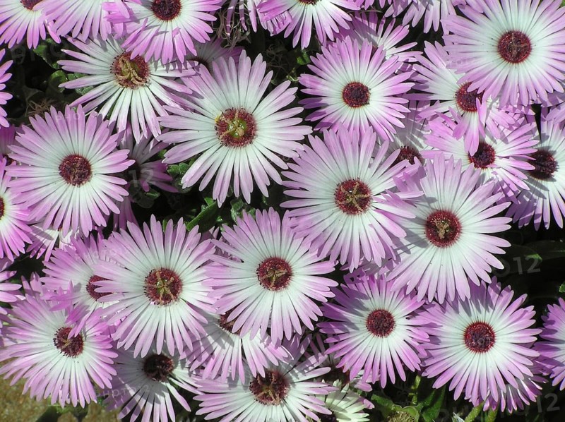 Mass of mauve and white flowers