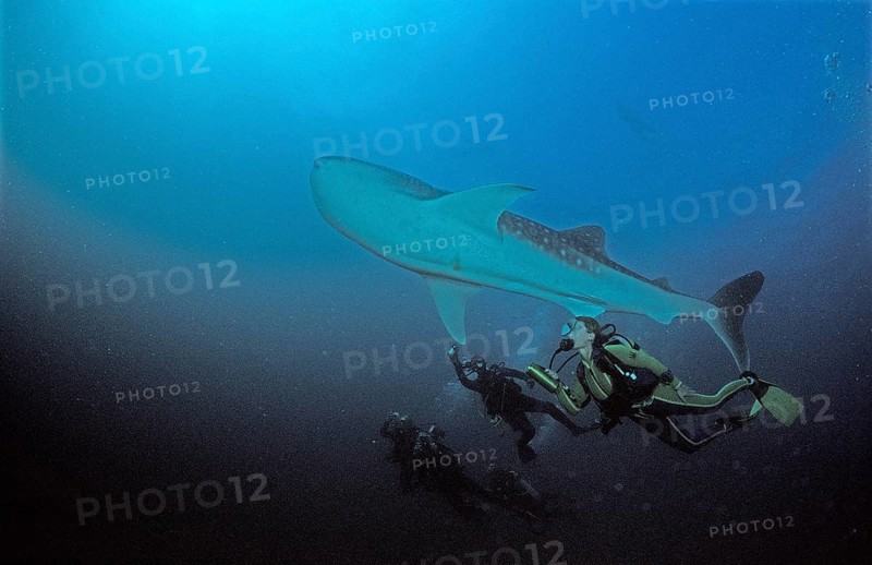 Whale shark and diver, Rhincodon typus, Maldives, Indian Ocean, Ari Atoll, Asia