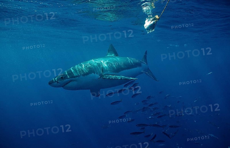 Great white shark, Carcharodon carcharias, South Africa, Dyer Island, Gansbaai, Atlantic Ocean, Africa
