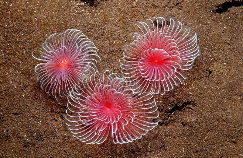 Tentacle crowns of three tubeworms, Polychaeta, Bali, Indian Ocean, Indonesia, Asia
