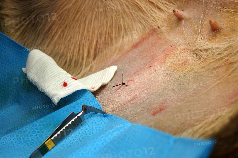 Final stitch on abdomen of hind after embryo transfer programme on red deer hinds in New Zealand