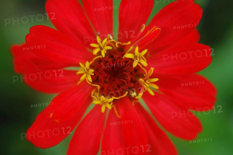 Red zinnia against green background